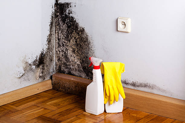 Best Mold Cleaning Services  in USA